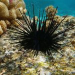 Inovação na Gastronomia Brasileira: A Revolução do Ouriço-do-Mar Cultivado em Laboratório