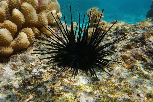 Inovação na Gastronomia Brasileira: A Revolução do Ouriço-do-Mar Cultivado em Laboratório