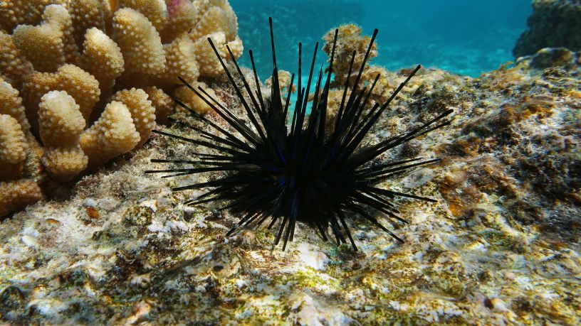 Inovação na Gastronomia Brasileira: A Revolução do Ouriço-do-Mar Cultivado em Laboratório